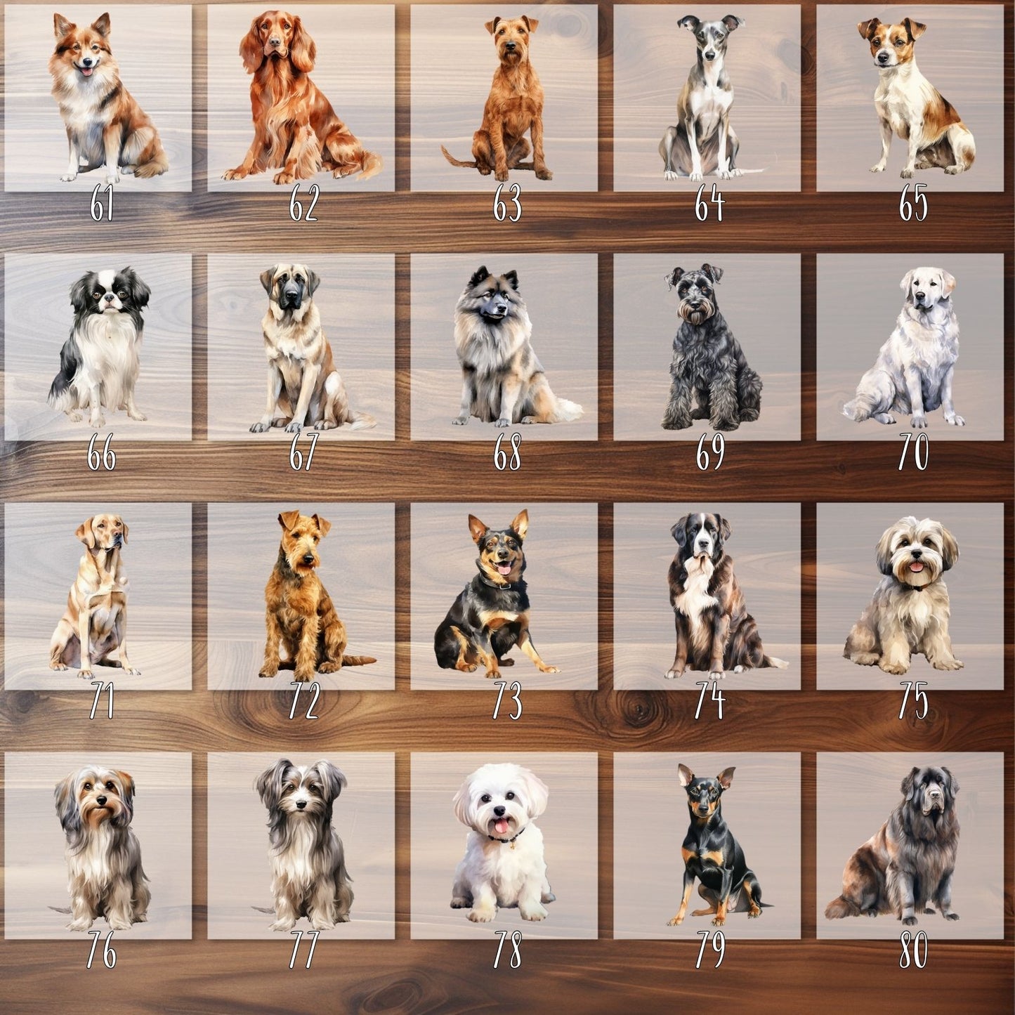 Hunderassen Bügelbilder, 103 Verschiedene Hunde