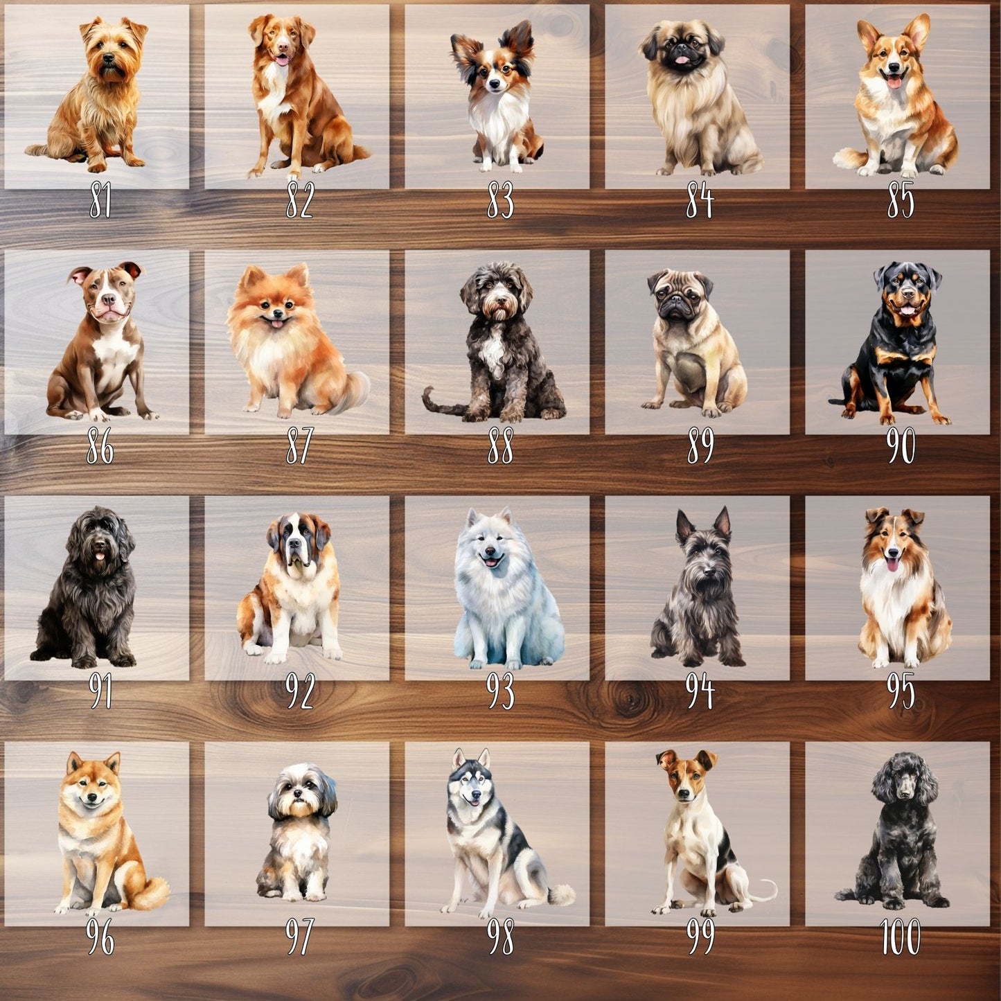 Hunderassen Bügelbilder, 103 Verschiedene Hunde